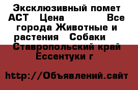 Эксклюзивный помет АСТ › Цена ­ 30 000 - Все города Животные и растения » Собаки   . Ставропольский край,Ессентуки г.